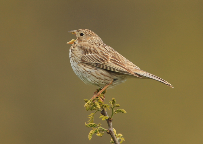 Miliaria calandra-Corn Bunting.jpg &copy; Steve Riall