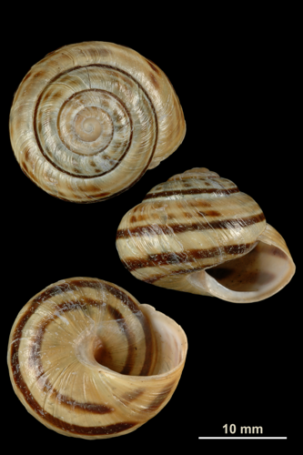 Macularia sylvatica (MNHN-IM-2010-13150).jpeg &copy; Gargominy O.