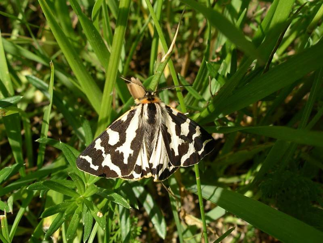 Parasemia plantaginis.jpg &copy; Commons