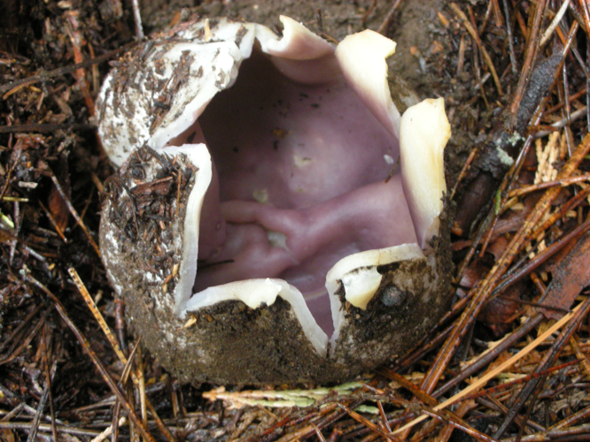 Sarcosphaera coronaria 42754.jpg &copy; This image was created by user Ron Pastorino (Ronpast) at Mushroom Observer, a source for mycological images.You can contact this user here.