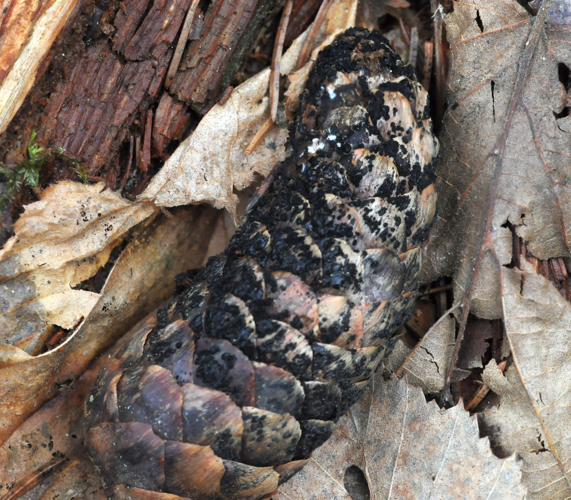 Phragmotrichum chailletii.jpg &copy; Svencapoeira