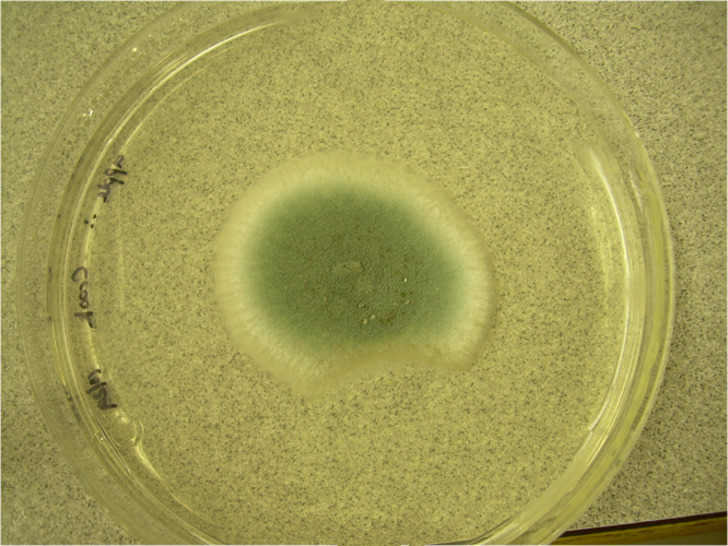 Penicillium digitatum plate.png &copy; Ninjatacoshell