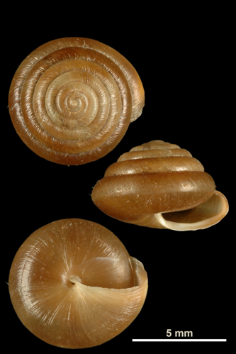 Edentiella edentula (MNHN-IM-2010-13212).jpeg &copy; Gargominy O.