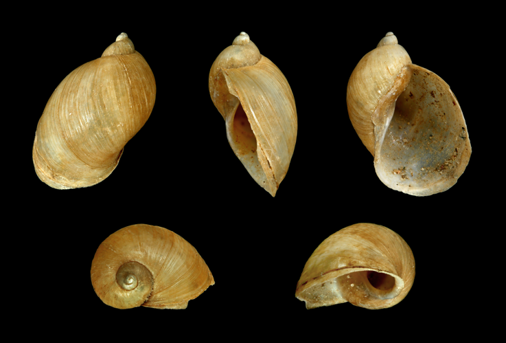 Radix balthica 01.JPG &copy; H. Zell