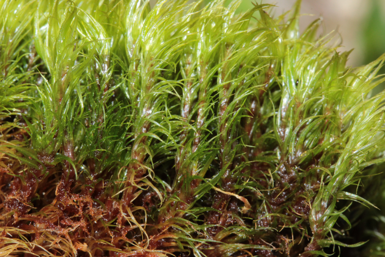 Dicranum flexicaule (a, 141118-472329) 5339.JPG &copy; HermannSchachner
