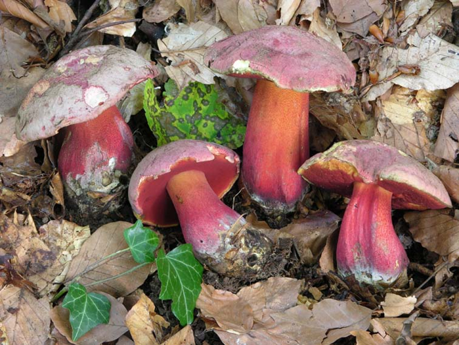 Boletus rubrosanguineus.jpg &copy; Max Danz