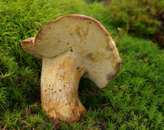 2010-08-25 Boletus subappendiculatus.jpg &copy; Andreas Kunze