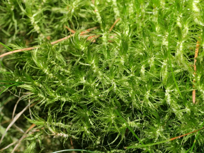 Dicranum polysetum.jpeg &copy; Kristian Peters -- Fabelfroh 16:08, 2 October 2007 (UTC)