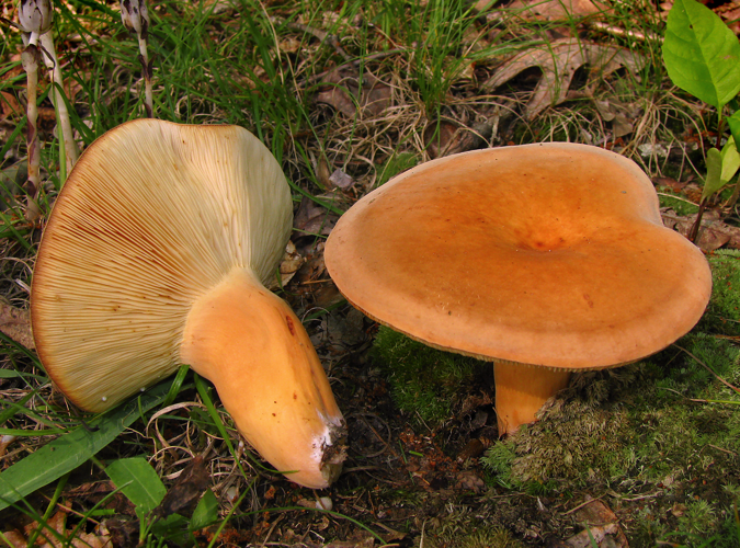 Lactarius volemus 90024 cropped.jpg &copy; This image was created by user Dan Molter (shroomydan) at Mushroom Observer, a source for mycological images.You can contact this user here.