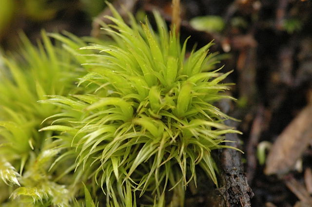 Dicranum scoparium.jpg &copy; James K. Lindsey
