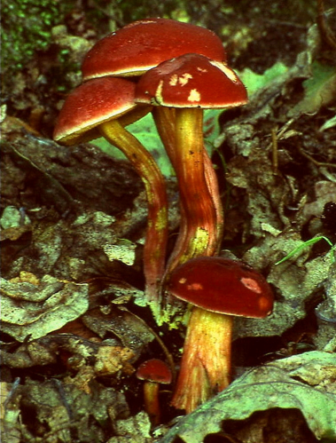 Bol.rub.jpg &copy; Luridiformis at English Wikipedia