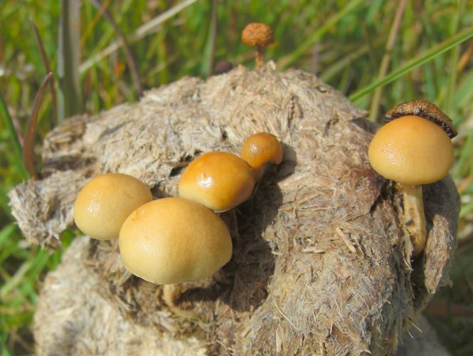 Stropharia semiglobata 38287.jpg &copy; Jason Hollinger