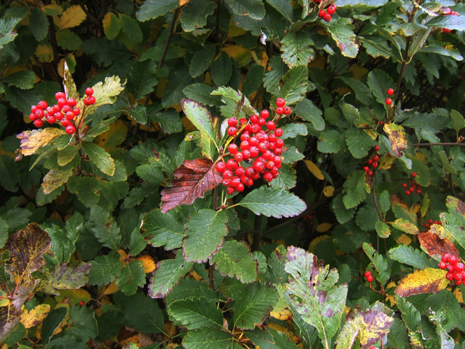 Sorbus mougeotii4.jpg &copy; MPF