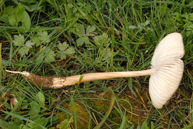 Xerula.radicata3.-.lindsey.jpg &copy; James Lindsey