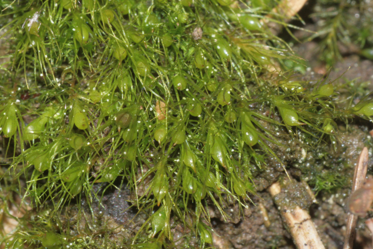 Pleuridium subulatum (a, 144646-474755) 6529.jpg &copy; HermannSchachner