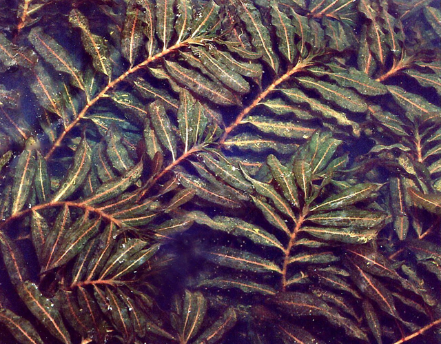 PotamogetonCrispus.jpg &copy; Fice