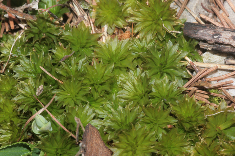 Rhodobryum ontariense (b, 144629-474807) 2790.JPG &copy; HermannSchachner