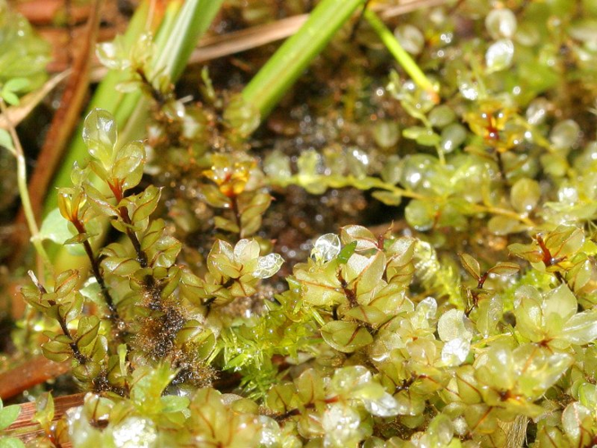 Cinclidium stygium.jpeg &copy; Kristian Peters -- Fabelfroh 08:13, 6 November 2007 (UTC)