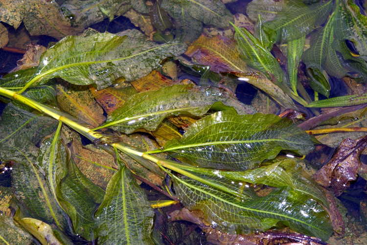 PotamogetonLucens.jpg &copy; Fice