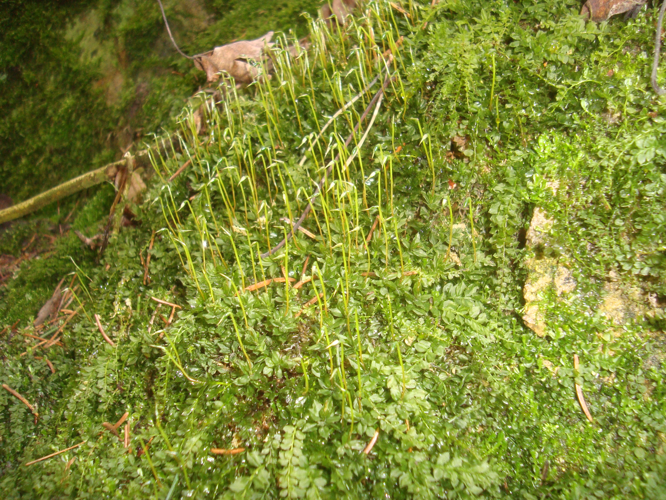 Plagiomnium cuspidatum Podkomorské lesy.jpg &copy; Dendrofil