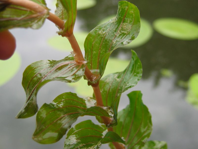 Potamogeton perfoliatus.jpeg &copy; Fabelfroh