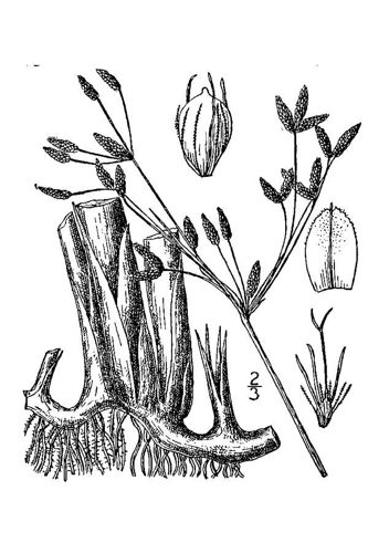 Schoenoplectus acutus var occidentalis.jpg &copy; Kbh3rd