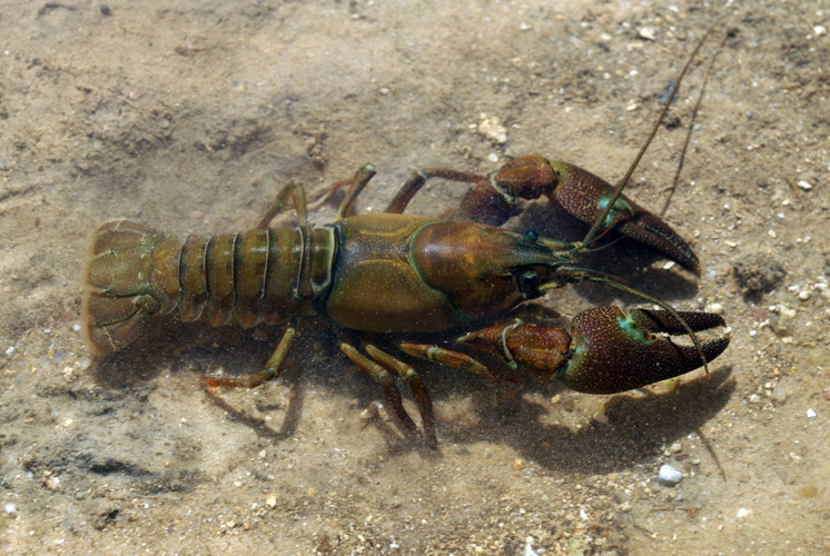 Pacifastacus leniusculus 01 by-dpc.jpg &copy; David Perez