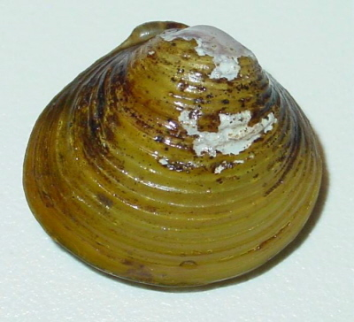 Corbicula fluminea.jpg &copy; Snek01