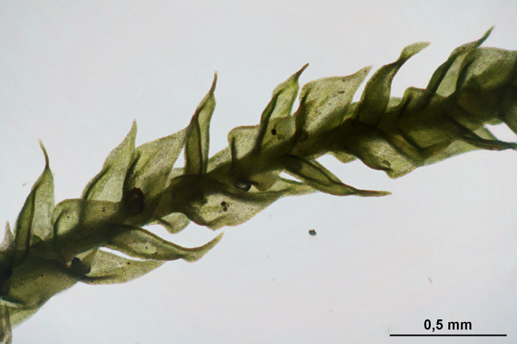 Pseudoleskeella catenulata (b, 144640-474745) 8215.JPG &copy; HermannSchachner