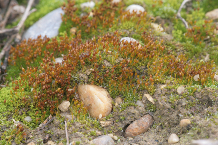 Pterygoneurum ovatum (b, 153909-482532) 8495.JPG &copy; HermannSchachner