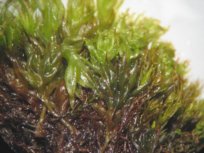 Tortula subulata.jpeg &copy; Kristian Peters -- Fabelfroh 08:24, 2 June 2007 (UTC)