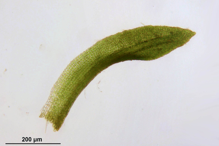 Gymnostomum aeruginosum (a, 145144-474909) 8409.JPG &copy; HermannSchachner