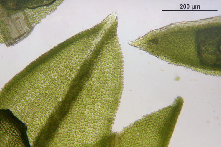 Tortella inclinata (a, 144651-474729) 1063.JPG &copy; HermannSchachner