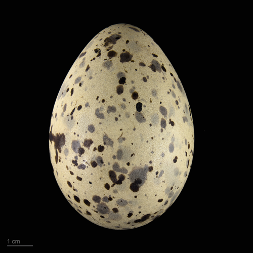 Larus michahellis atlantis MHNT.ZOO.2010.11.122.7.jpg &copy; Ercé