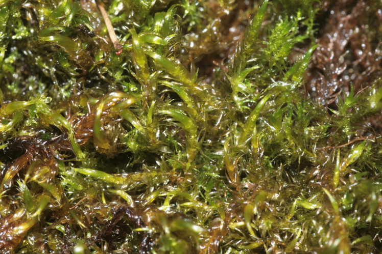 Warnstorfia fluitans (a, 141238-472431) 5407.JPG &copy; HermannSchachner