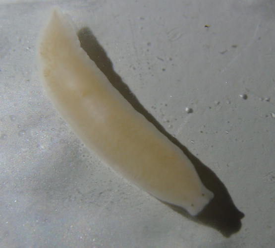 Dendrocoelum lacteum.jpg &copy; Esv