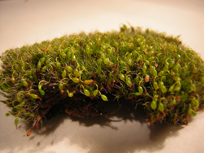 Grimmia orbicularis-Bruch-Děrkavka kulatá1.jpg &copy; Mejdlowiki