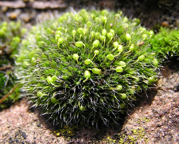 Grimmia pulvinata 2004.11.14 14.50.37.jpg &copy; Michael Becker