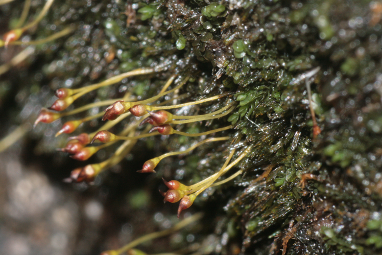 Seligeria trifaria (a, 144346-474700) 3615.JPG &copy; HermannSchachner