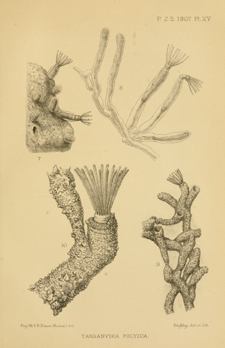PZSL1907Plate15.png &copy; Dysmorodrepanis