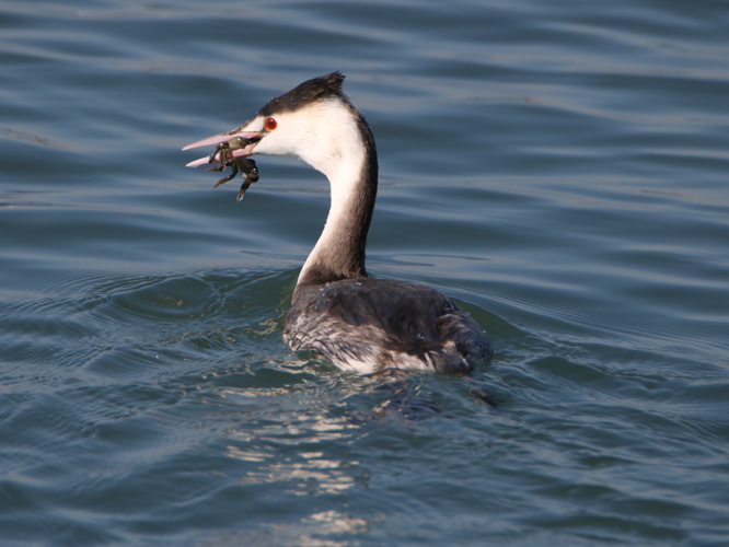 Podiceps cristatus (eating crab).jpg &copy; Alpsdake