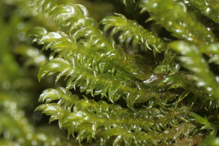 Hygrohypnum luridum (a, 144730-474811) 0701.JPG &copy; HermannSchachner