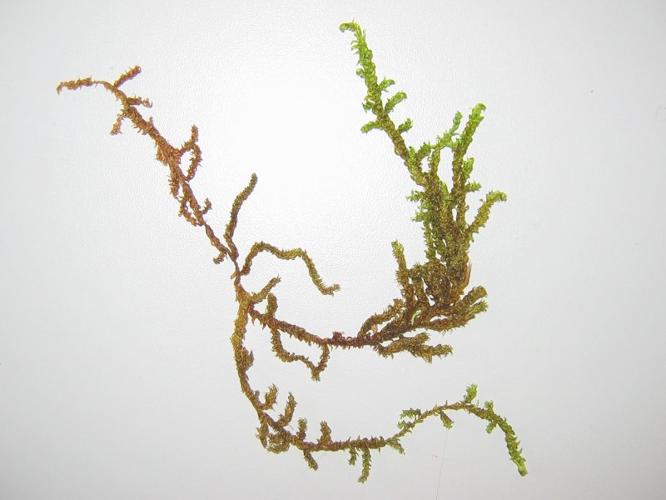 Scorpidium scorpioides.jpeg &copy; Kristian Peters -- Fabelfroh 13:36, 23 September 2007 (UTC)