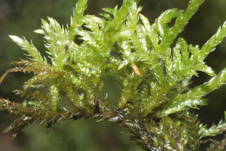 Brachythecium rivulare IMG 3140.jpg &copy; HermannSchachner