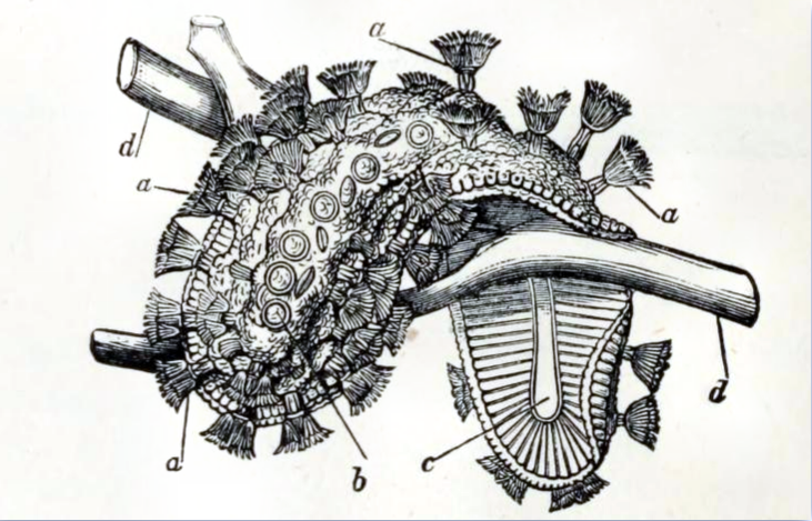 Cristatella mucedo 001.png &copy; JoJan