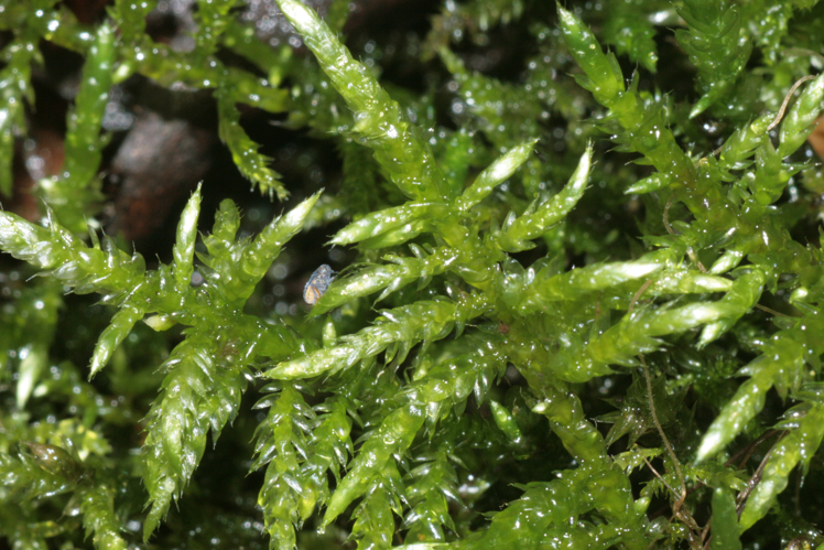 Cirriphyllum piliferum (Haarblattmoos) IMG 0879.JPG &copy; HermannSchachner