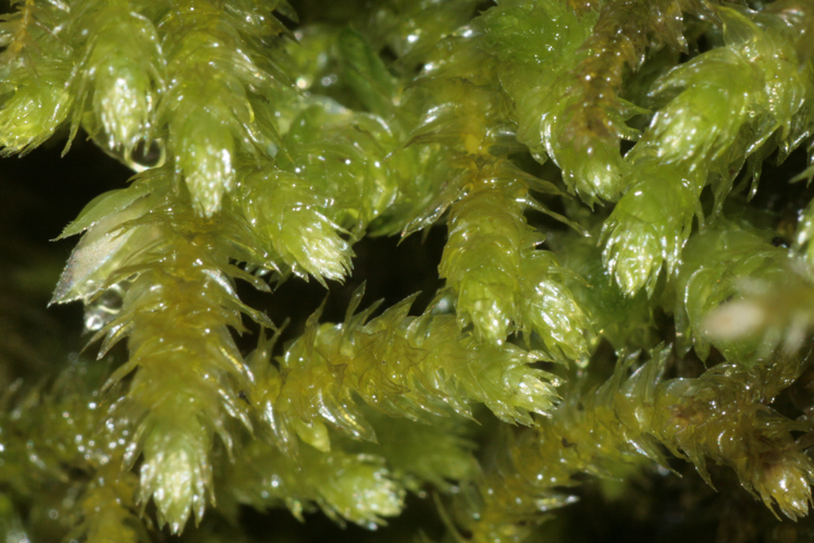 Eurhynchium striatum IMG 4558.JPG &copy; HermannSchachner