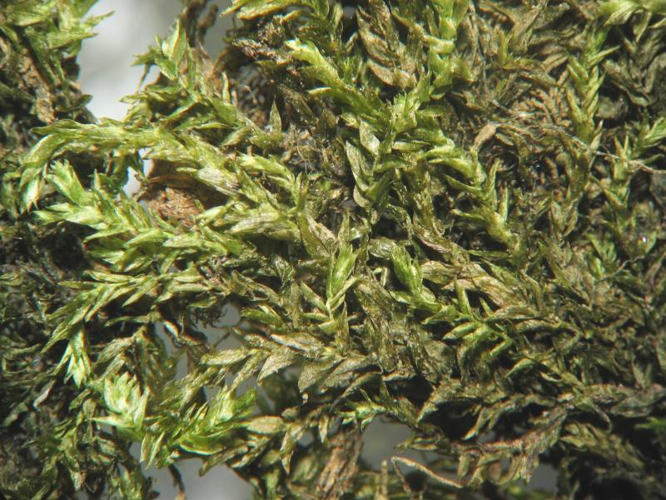 Rhynchostegium riparioides.jpeg &copy; Kristian Peters -- Fabelfroh 09:02, 21 June 2007 (UTC)