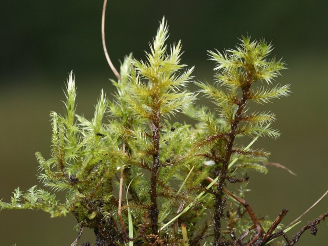 Tomenthypnum nitens.jpeg &copy; Kristian Peters -- Fabelfroh 12:10, 28 September 2007 (UTC)