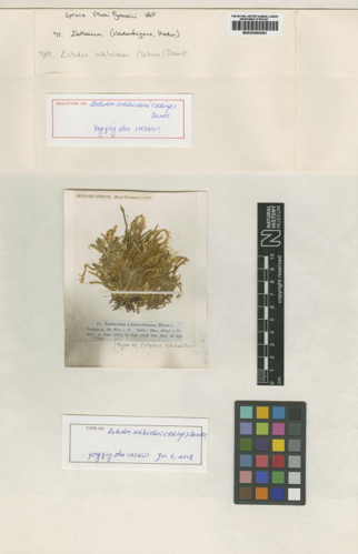 Entodon schleicheri.jpg &copy; Qing-Zhu Yu